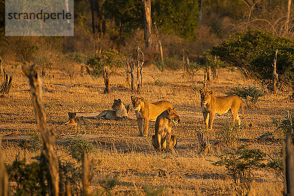 Löwenrudel (Panthera leo) im Mana Pools National Park  Simbabwe
