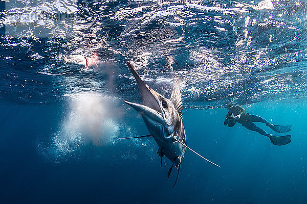 Gestreifter Marlin auf der Jagd nach Makrelen und Sardinen  vom Taucher fotografiert