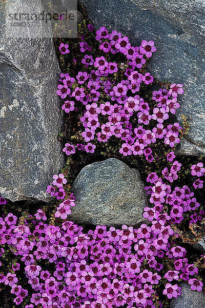 Violetter Steinbrech (Saxifraga oppositifolia) in Blüte  Überkopf-Nahaufnahme  Isbjornhamna  Hornsund-Bucht  Spitzbergen  Svalbard  Norwegen