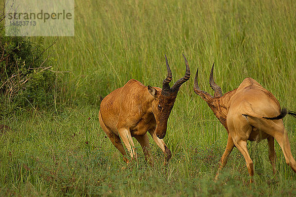 Zwei Jackson-Kuhantilopen (alcelaphus buselaphus) kämpfen im Murchison Falls National Park  Uganda