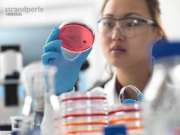 Wissenschaftlerin untersucht mikrobiologische Kulturen in Petrischalen im Labor
