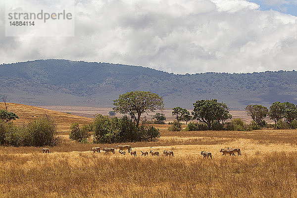 Landschaft mit Löwenrudel (panthera leo)  Ngorongoro-Krater  Ngorongoro-Schutzgebiet  Tansania