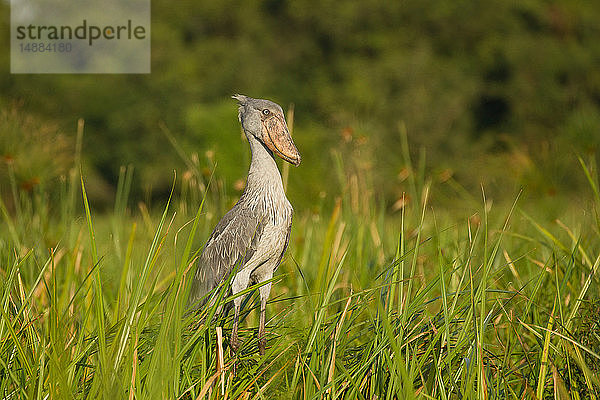 Schuhschnabel (Balaeniceps rex) in den Sümpfen  Murchison Falls National Park  Uganda