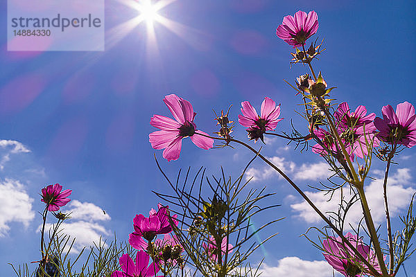 Cosmos bipinnatus gegen blauen Himmel