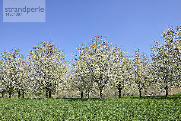 Deutschland  Baden-Württemberg  Kirschbäume auf der Wiese