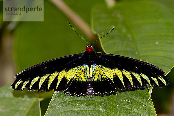 Malaysia  Borneo  Sabah  Kinabalu Park  Raja Brooke's Vogelflug auf Blatt