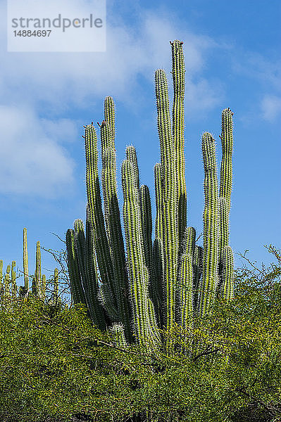 Karibik  Aruba  Kaktus