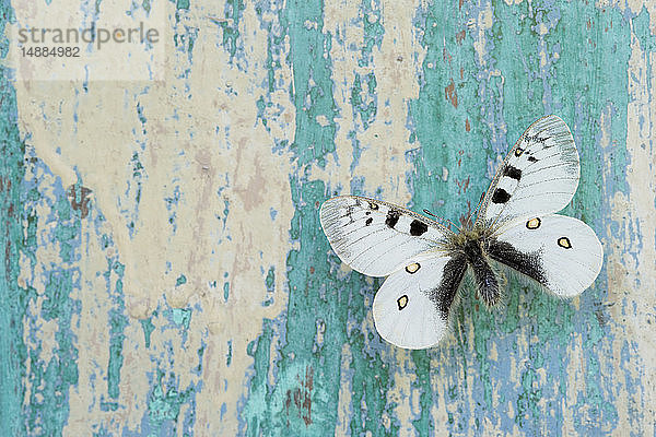 Schmetterling auf abblätterndem türkisfarbenen Holz