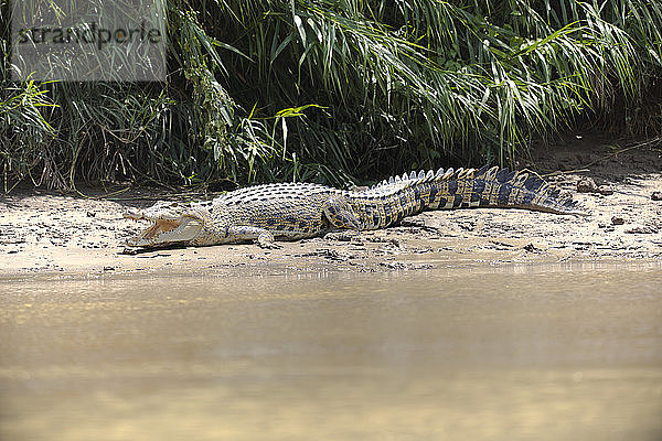 Borneo  Sabah  Salzwasserkrokodil  Crocodylus porosus