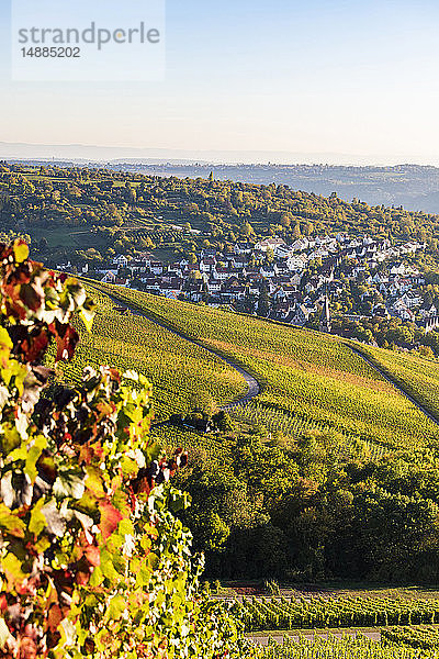 Deutschland  Baden-Württemberg  Stuttgart  Blick über Reben nach Uhlbach