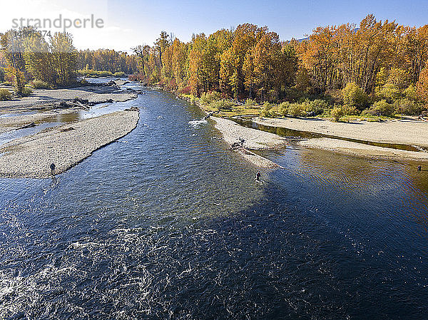 Kanada  Britisch-Kolumbien  Luftaufnahme des Adams River während der Lachswanderung im Herbst