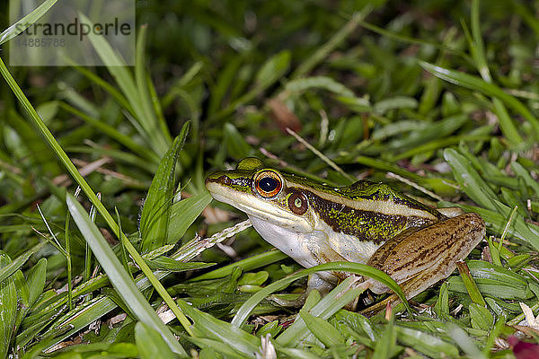 Malaysia  Borneo  Sabah  Naturschutzgebiet  Gewöhnlicher Grünfrosch  Hylarana erythraea