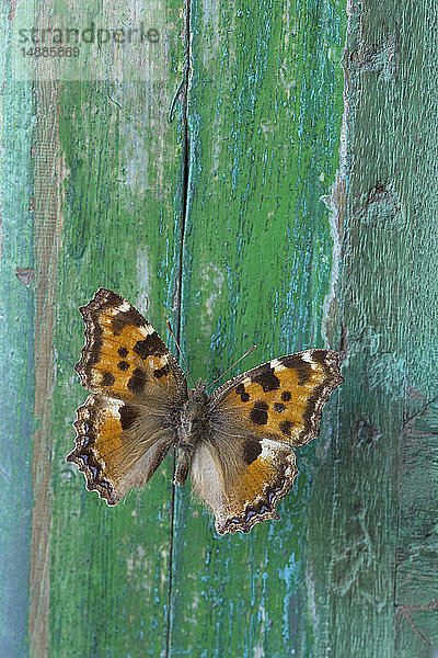 Schmetterling auf abblätterndem grünen Holz