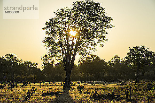 Sambia  South Luangwa National Park  Gegenlicht eines Baumes bei Sonnenuntergang