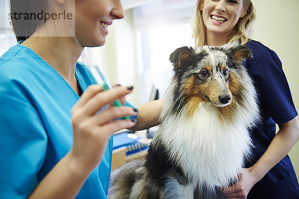 Hund erhält in der Tierarztpraxis eine Injektion