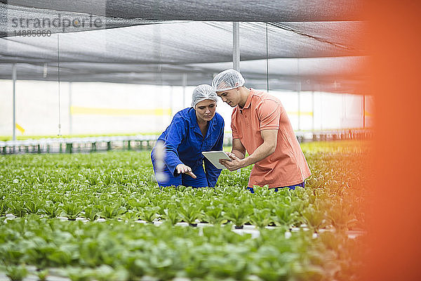 Gewächshausarbeiter inspizieren Pflanzen mit Hilfe eines digitalen Tabletts
