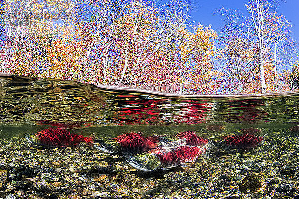 Kalifornien  Britisch-Kolumbien  Adams River  Sockeye Salmons  Oncorhynchus nerka  Über-Unter-Bild