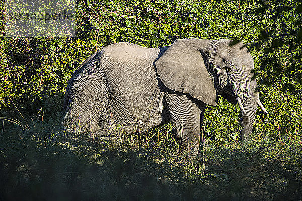 Sambia  South Luangwa National Park  Afrikanischer Elefant
