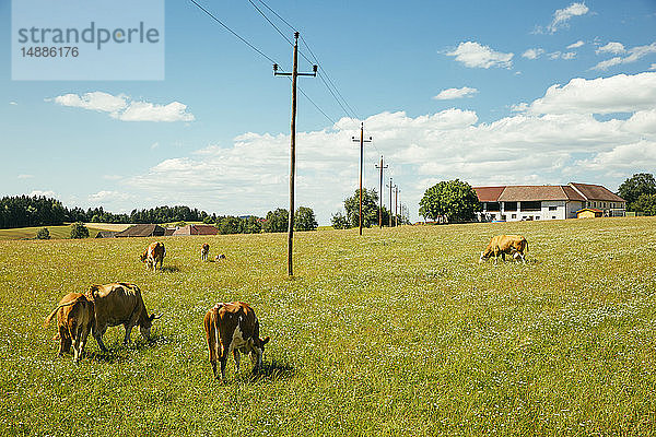 Österreich  Oberösterreich  Mühlviertel  Kühe auf der Weide