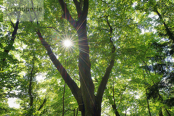 Sonne und Sonnenstrahlen durch Blätter eines Baumes  Baden-Württemberg  Deutschland