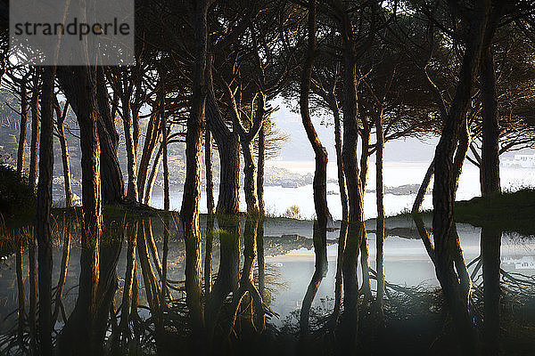 Spanien  Cala S'Alguer  Costa Brava  Bäume  die sich in der Abenddämmerung im Wasser spiegeln