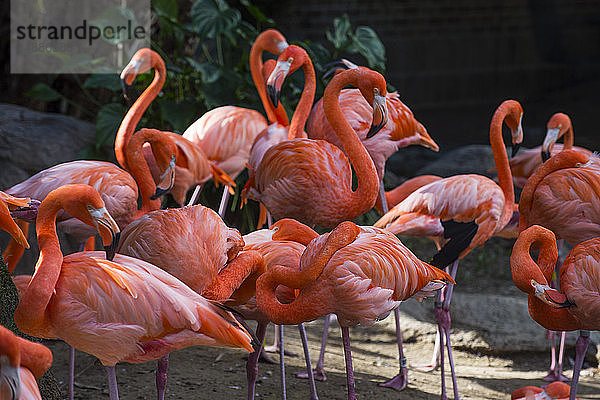 USA  Louisiana  Flamingos  Phoenicopteridae