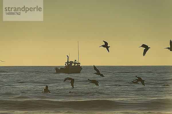 USA  Kalifornien  Del Mar  Fischerboot am Abend fliegende Vögel im Vordergrund