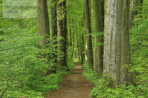 Fussweg durch den Wald im Frühling  Bayern  Deutschland