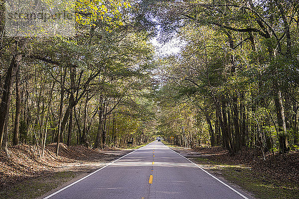 USA  South Carolina  Charleston  Eichenbäume und Straße  Magnolienplantage