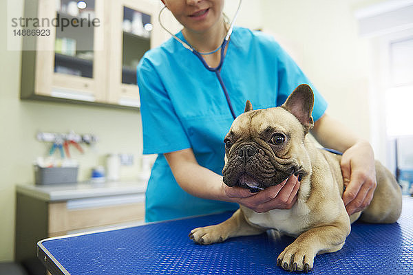 Tierärztin untersucht Hund in der Veterinärchirurgie