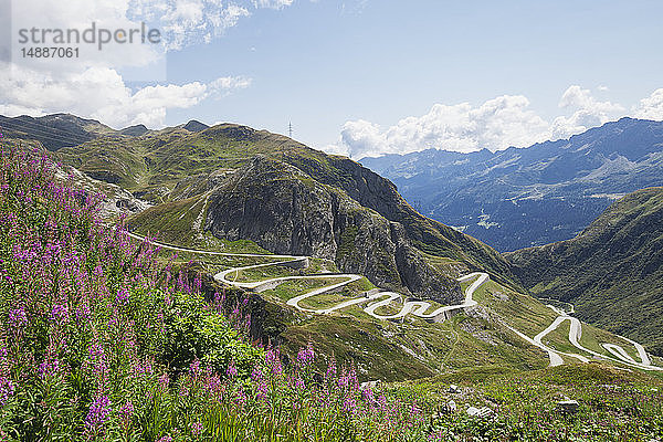 Schweiz  Tessin  Gotthardpass  Unkraut im Vordergrund