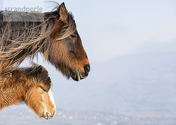 Vereinigtes Königreich  Brecon Beacons  Wildpferde  Mutter und Jungtiere