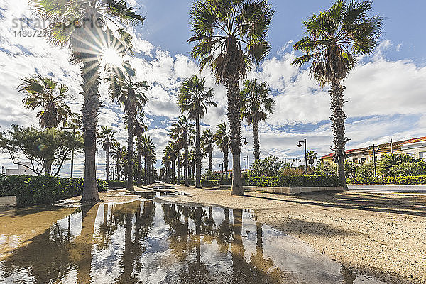 Spanien  Valencia  El Cabanyal  Blick auf die palmengesäumte Promenade von El Micalet