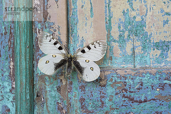 Schmetterling auf abblätterndem türkisfarbenen Holz