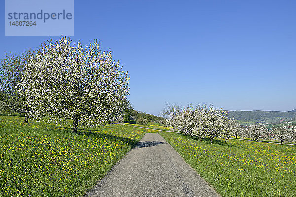 Landschaft mit blühenden Kirschbäumen und kleiner Landstraße  Basel Kanton Basel  Schweiz
