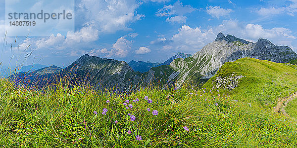 Deutschland  Bayern  Allgäu  Allgäuer Alpen  Armeria alpina Blumen  Panoramablick
