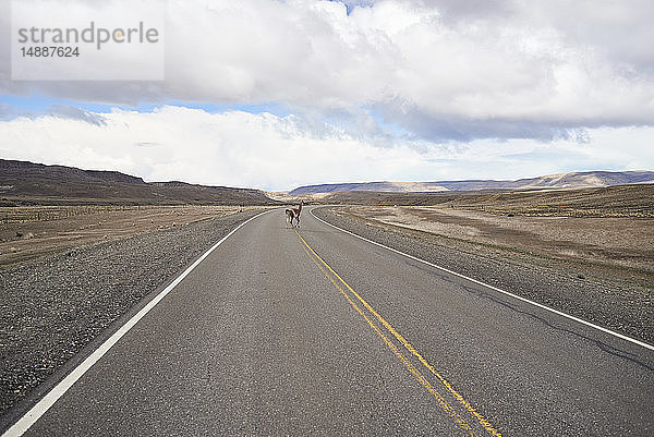 Argentinien  Patagonien  Nationalstraße 40  Guanaco überquert leere Straße mitten in der Wüste