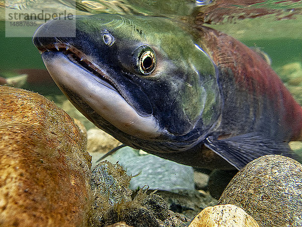 Kalifornien  Britisch-Kolumbien  Adams River  Sockeye-Lachs  Oncorhynchus nerka