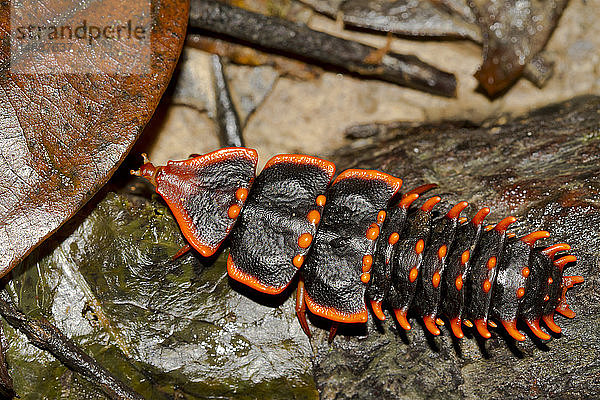 Borneo  Kinabalu-Nationalpark  Duliticola hoiseni