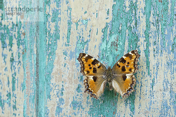 Schmetterling auf abblätterndem türkisfarbenen Holz