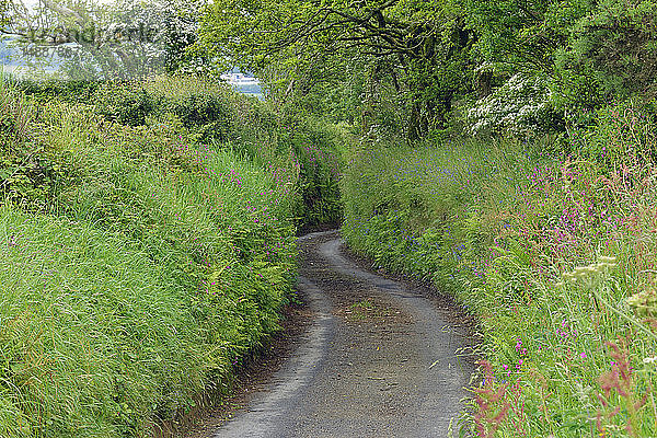 United Kingdo  England  Cornwall  schmale Landstraße