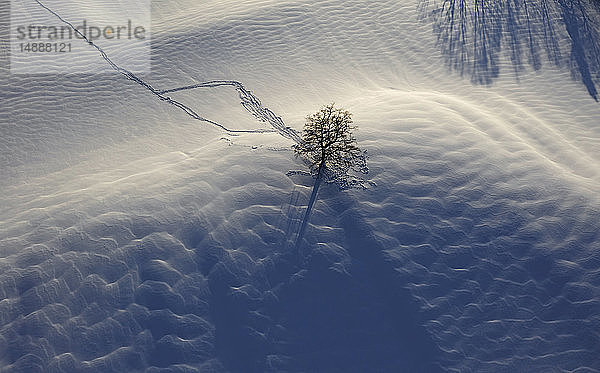 Eiche im Schnee  Luftaufnahme