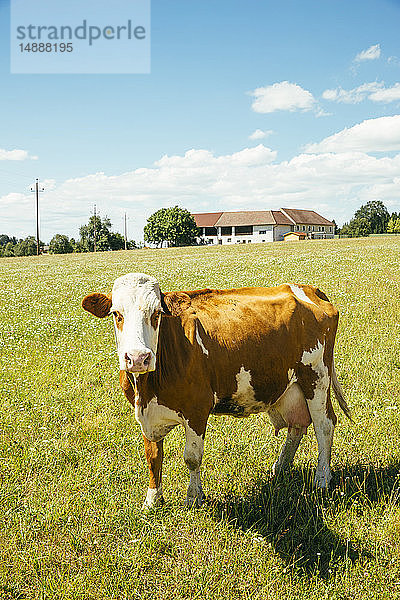 Österreich  Oberösterreich  Mühlviertel  Porträt einer Kuh auf einer Weide