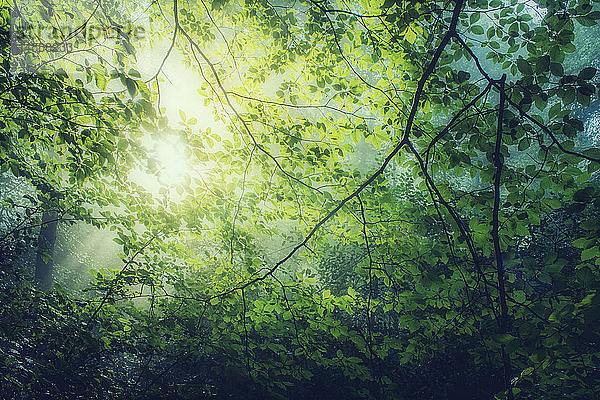 Hainbuche  Carpinus betulus  Zweige mit grünen Blättern gegen die Sonne