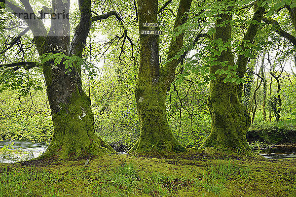 Bäume mit Schild für Privateigentum  River Fowey  bei Liskeard  Cornwall  England