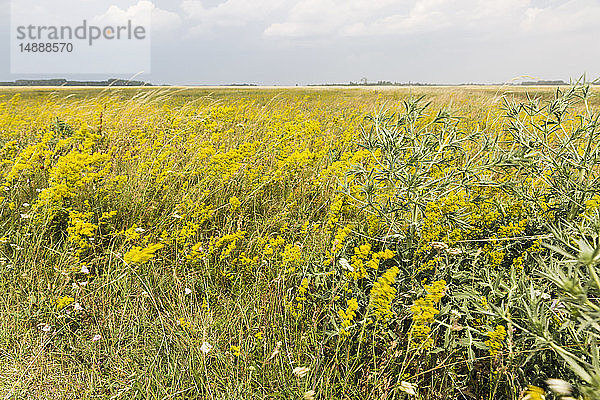 Österreich  Burgenland  Nationalpark Neusiedler See  Seewinkel  Wildblumen auf dem Feld