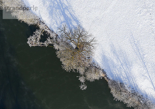 Baum am Fluss Loisach im Winter