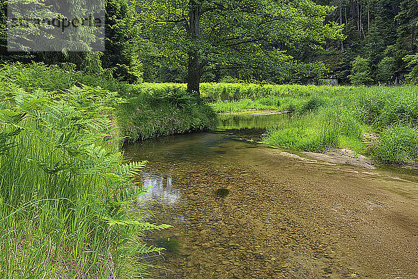Fluss Kirnitzsch  Elbsandsteingebirge  Nationalpark Sächsische Schweiz  Sachsen  Deutschland