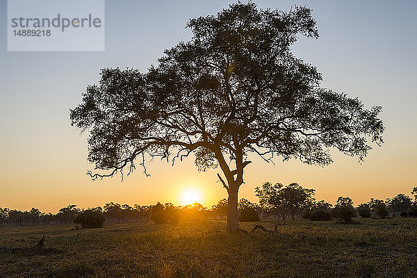 Sambia  South Luangwa National Park  Sonnenuntergang
