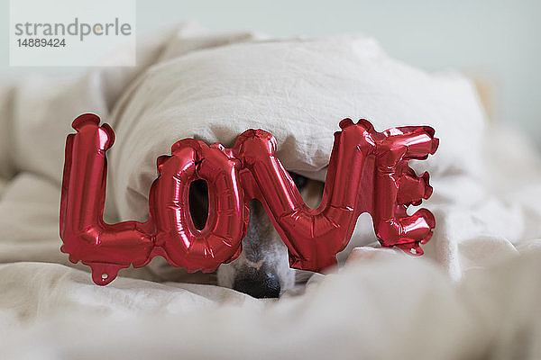 Hund im Bett mit Liebesfolienballon  unter Decke